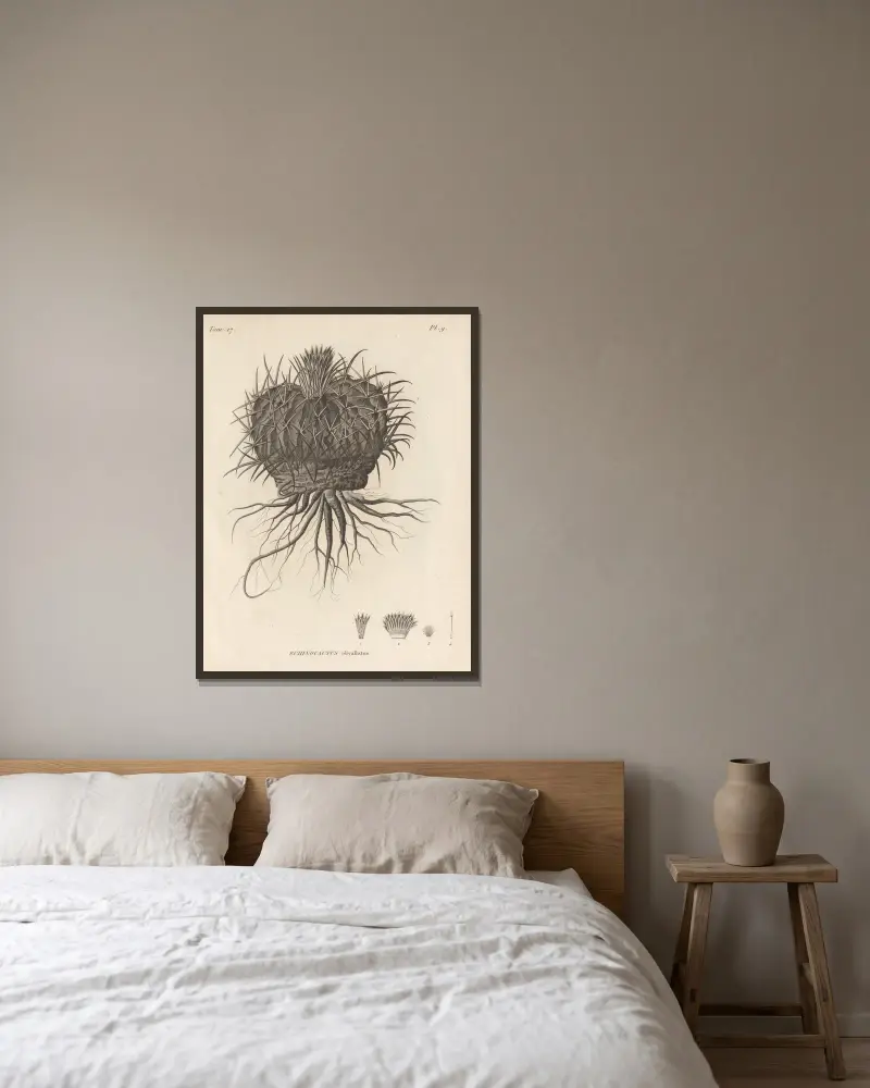 Echinocactus obvallatus von Augustin Pyramus de Candolle gerahmt an einer Wand