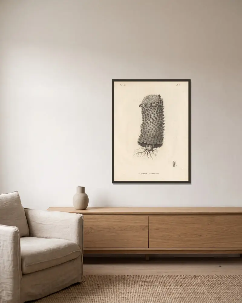 Mammillaria geminispina av Augustin Pyramus de Candolle inramad på en vägg