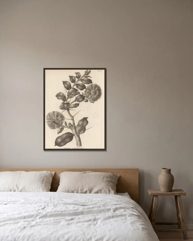 Pereskia lychnidiflora av Augustin Pyramus de Candolle inramad på en vägg
