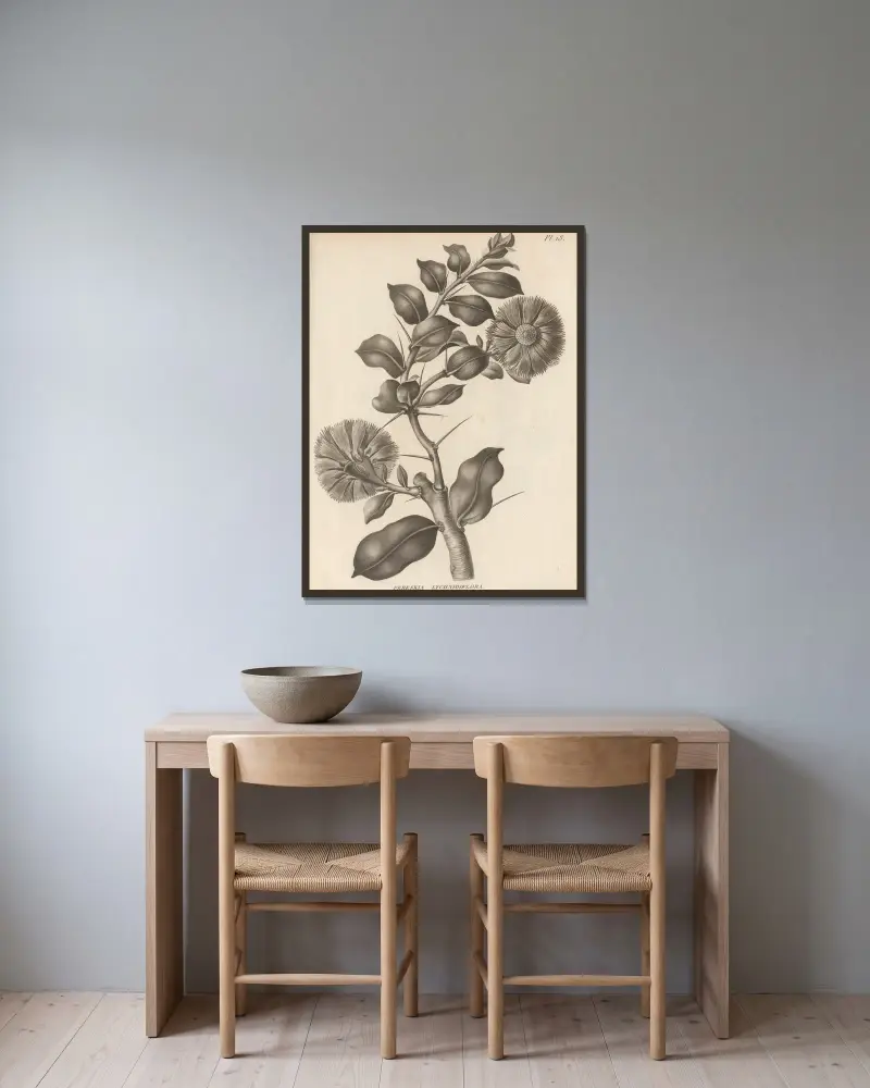 Pereskia lychnidiflora av Augustin Pyramus de Candolle inramad på en vägg