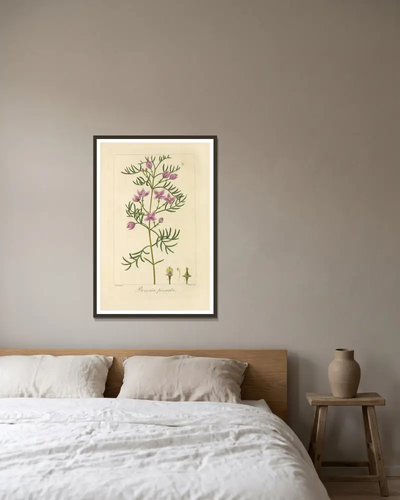 Boronia pinnata von Jean Claude Michel Mordant de Launay gerahmt an einer Wand