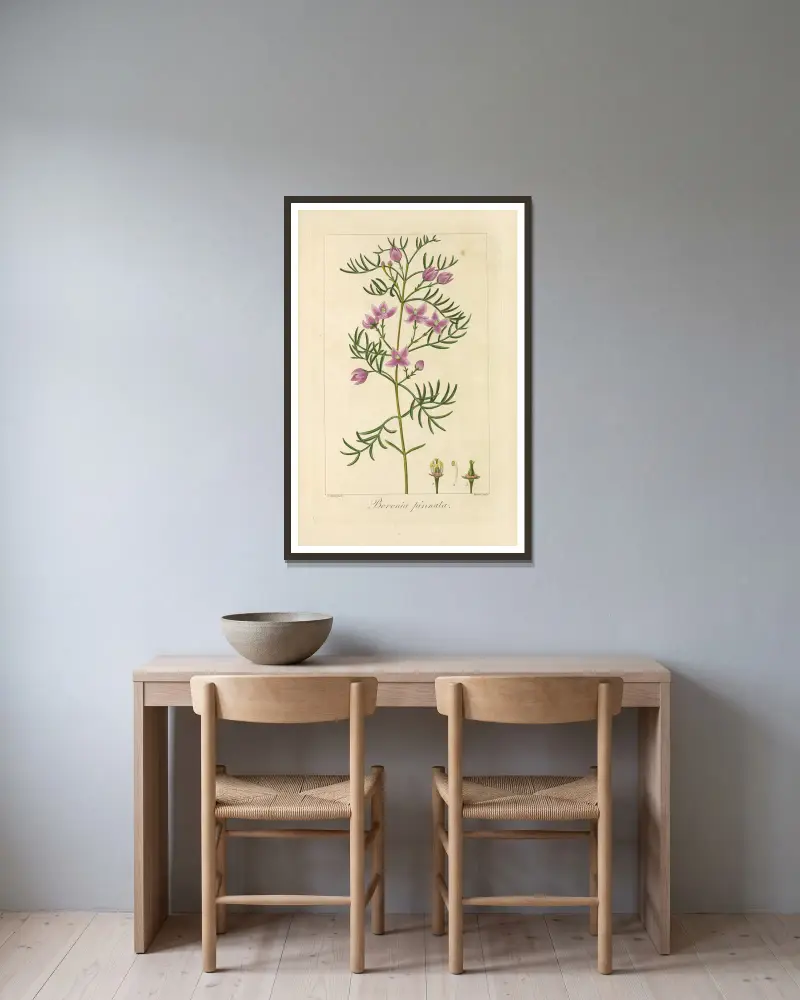 Boronia pinnata von Jean Claude Michel Mordant de Launay gerahmt an einer Wand