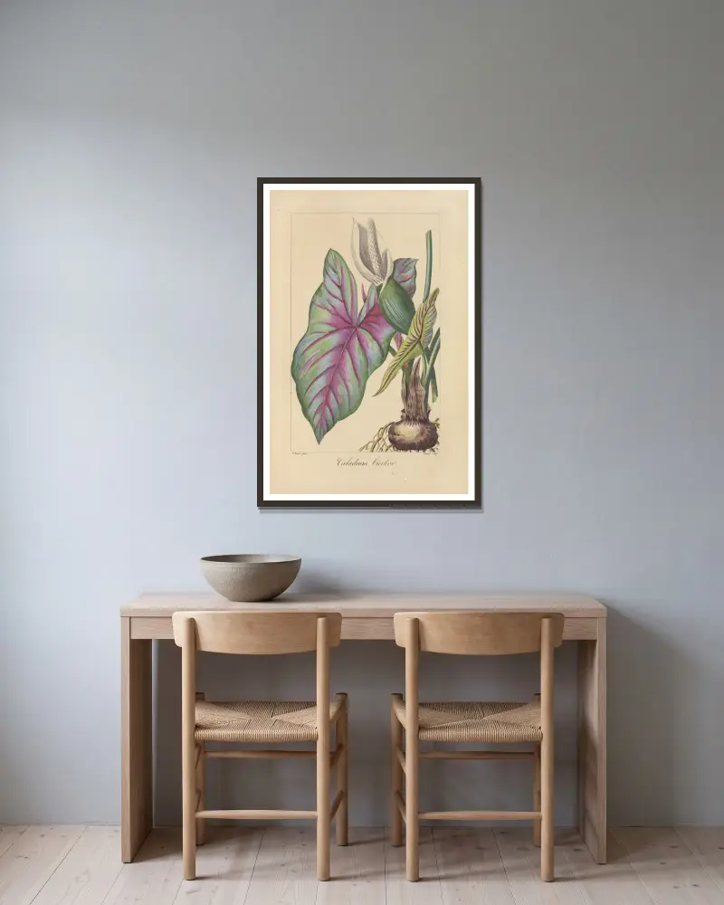 Caladium bicolor von Jean Claude Michel Mordant de Launay gerahmt an einer Wand