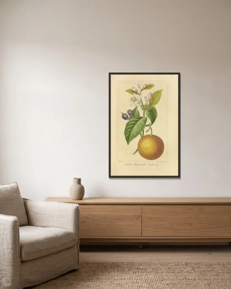Citrus bigaradia violacea av Jean Claude Michel Mordant de Launay inramad på en vägg