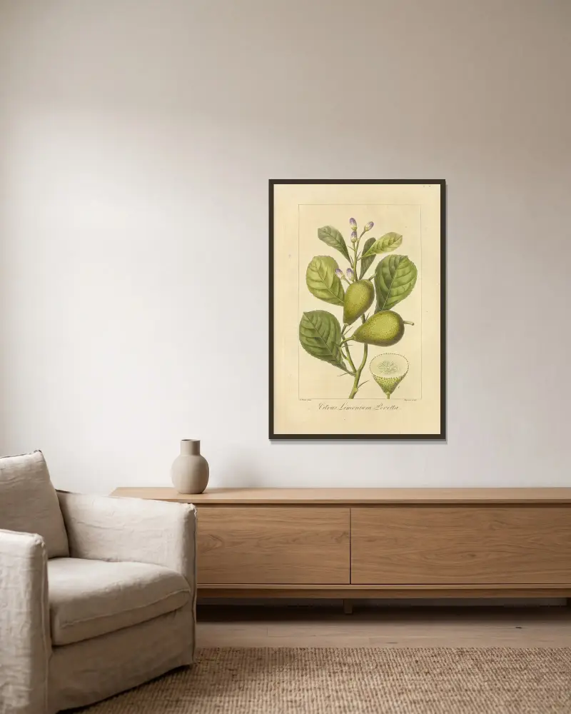 Citrus limonium peretta von Jean Claude Michel Mordant de Launay gerahmt an einer Wand