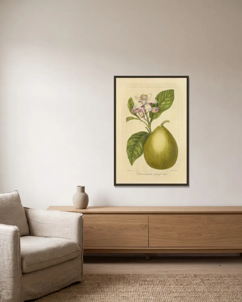 Citrus lumia pyriformis av Jean Claude Michel Mordant de Launay inramad på en vägg