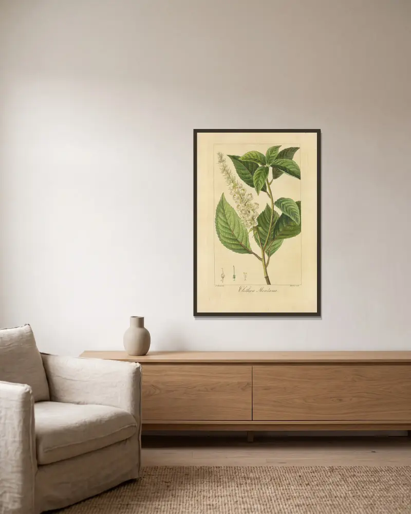 Clethra montana von Jean Claude Michel Mordant de Launay gerahmt an einer Wand