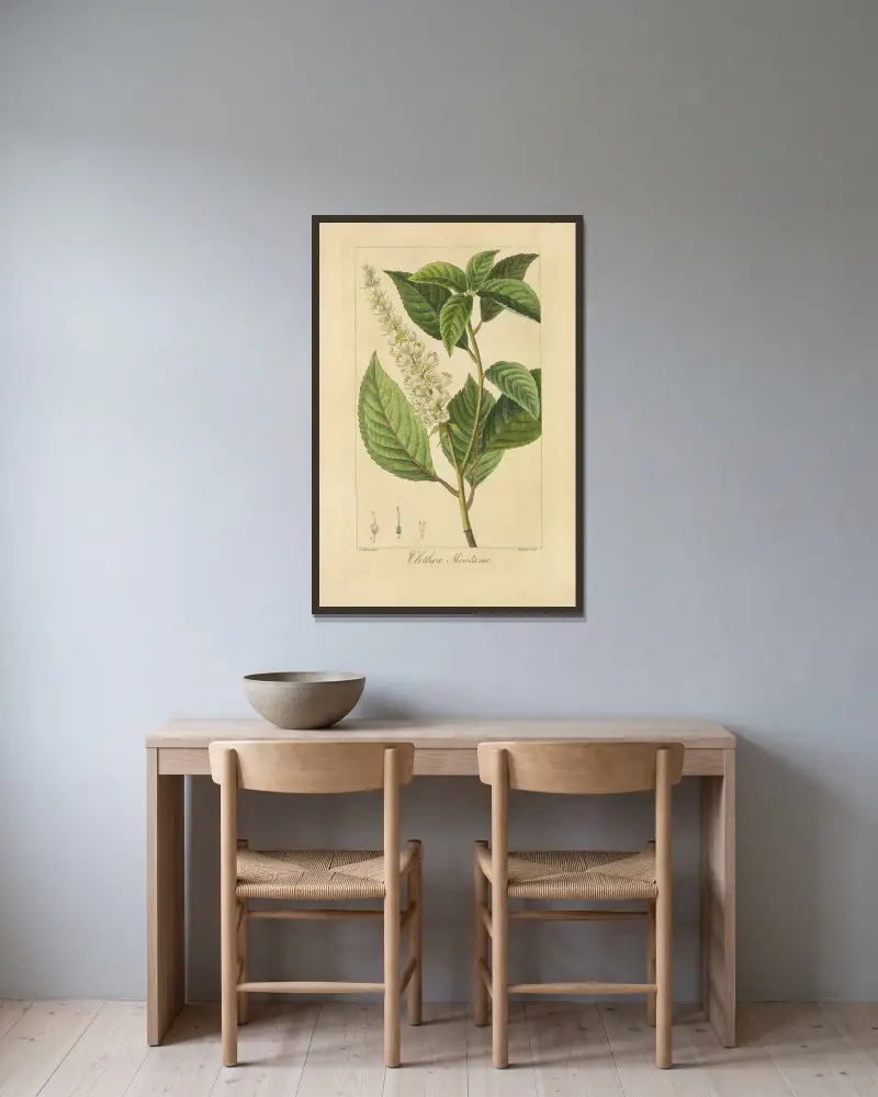 Clethra montana von Jean Claude Michel Mordant de Launay gerahmt an einer Wand