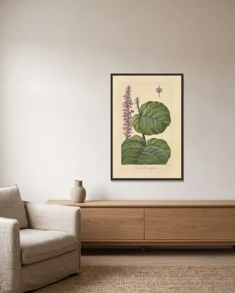 Coccoloba uvifera von Jean Claude Michel Mordant de Launay gerahmt an einer Wand