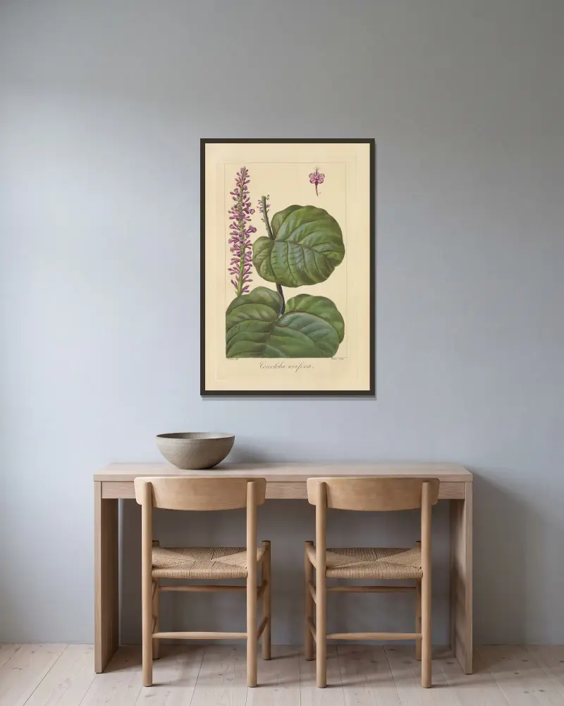 Coccoloba uvifera von Jean Claude Michel Mordant de Launay gerahmt an einer Wand