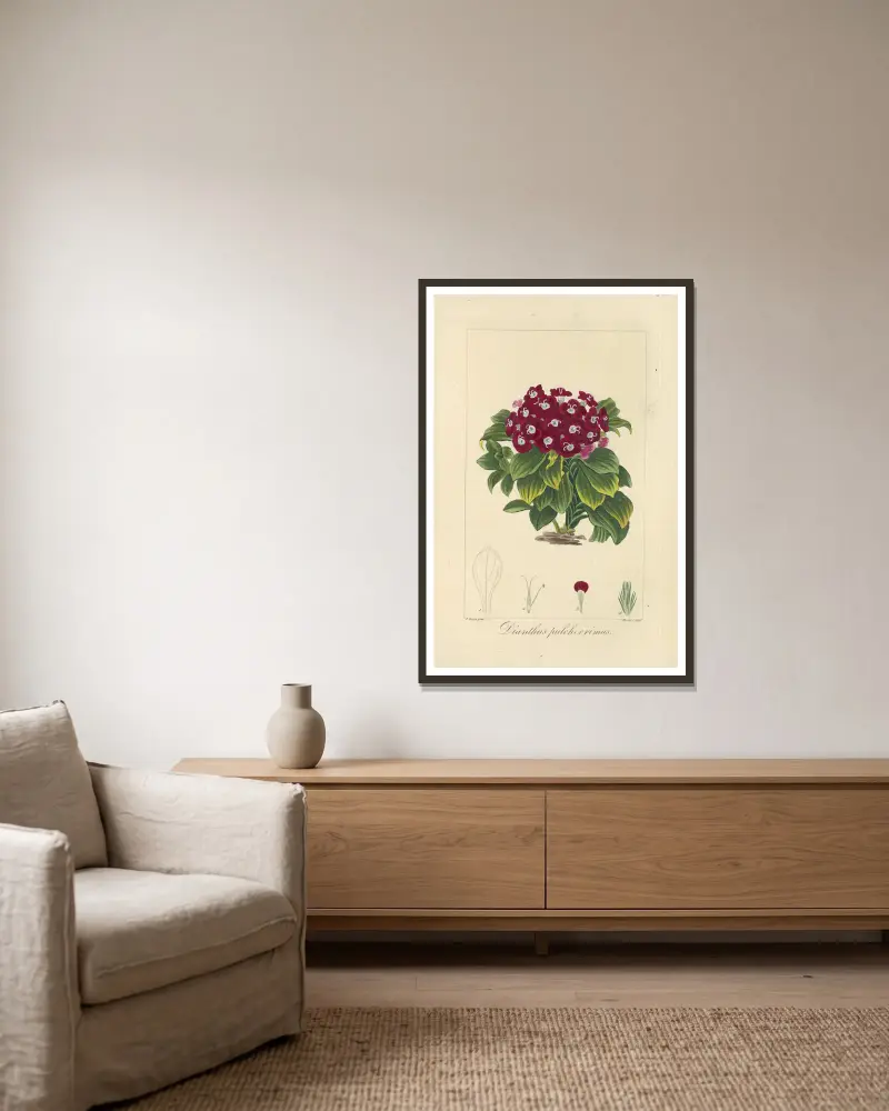 Dianthus pulcherrimus von Jean Claude Michel Mordant de Launay gerahmt an einer Wand