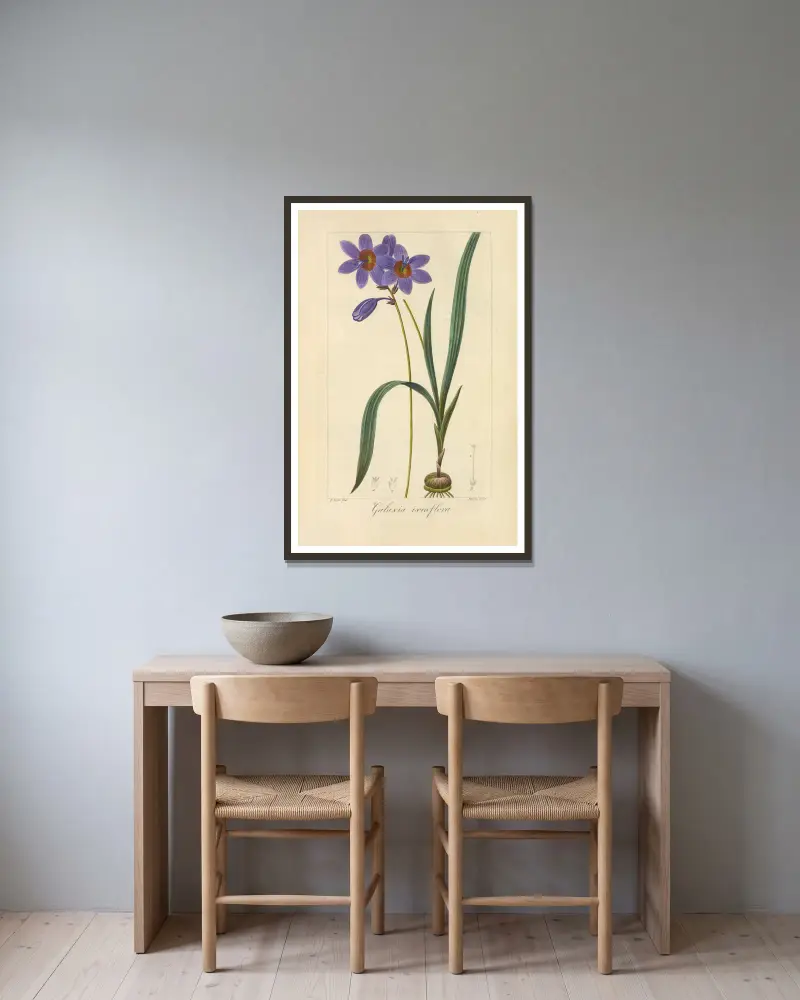 Galaxia ixiæflora von Jean Claude Michel Mordant de Launay gerahmt an einer Wand