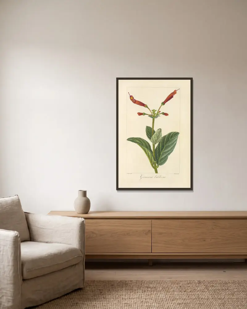 Gesneria bulbosa av Jean Claude Michel Mordant de Launay inramad på en vägg
