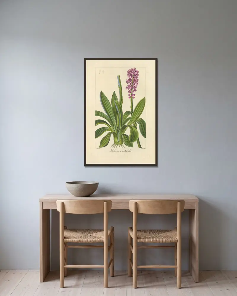 Helonias latifolia av Jean Claude Michel Mordant de Launay inramad på en vägg
