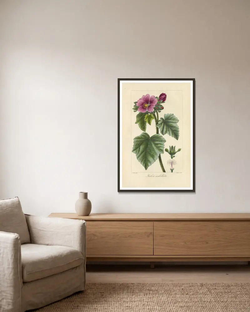 Malva umbellata von Jean Claude Michel Mordant de Launay gerahmt an einer Wand