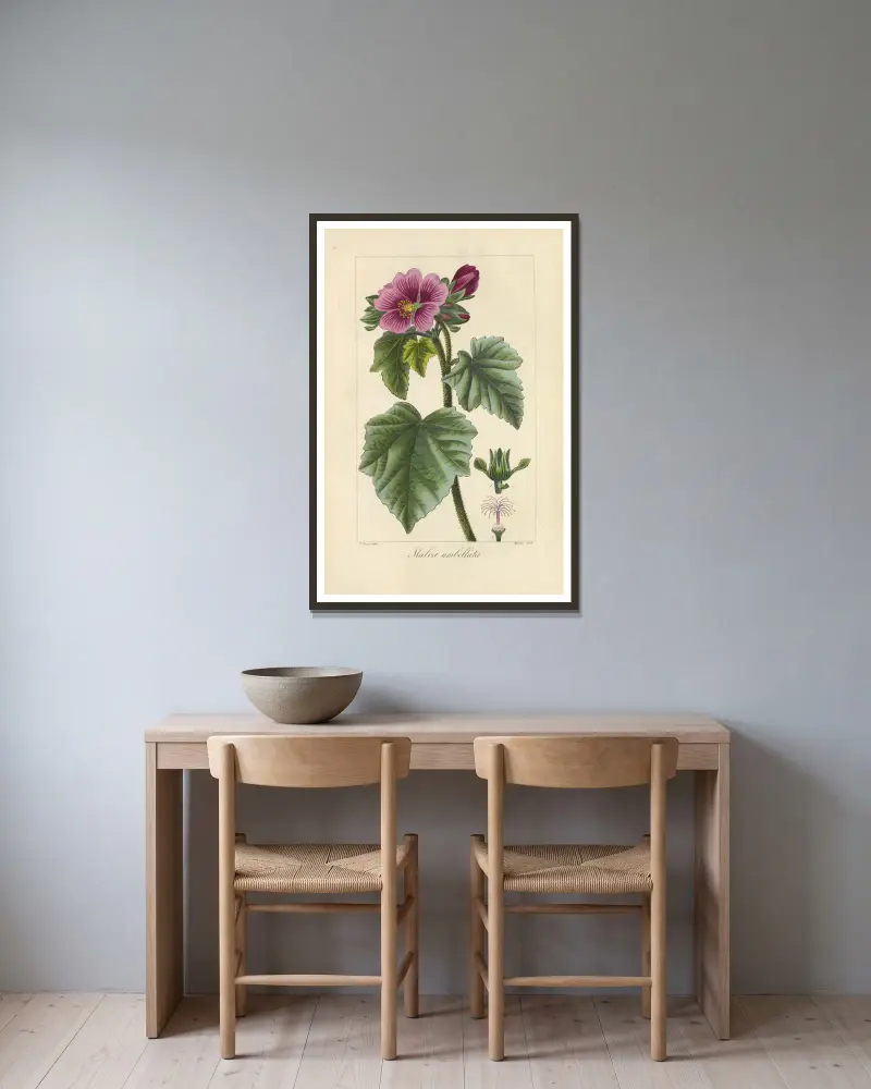 Malva umbellata von Jean Claude Michel Mordant de Launay gerahmt an einer Wand