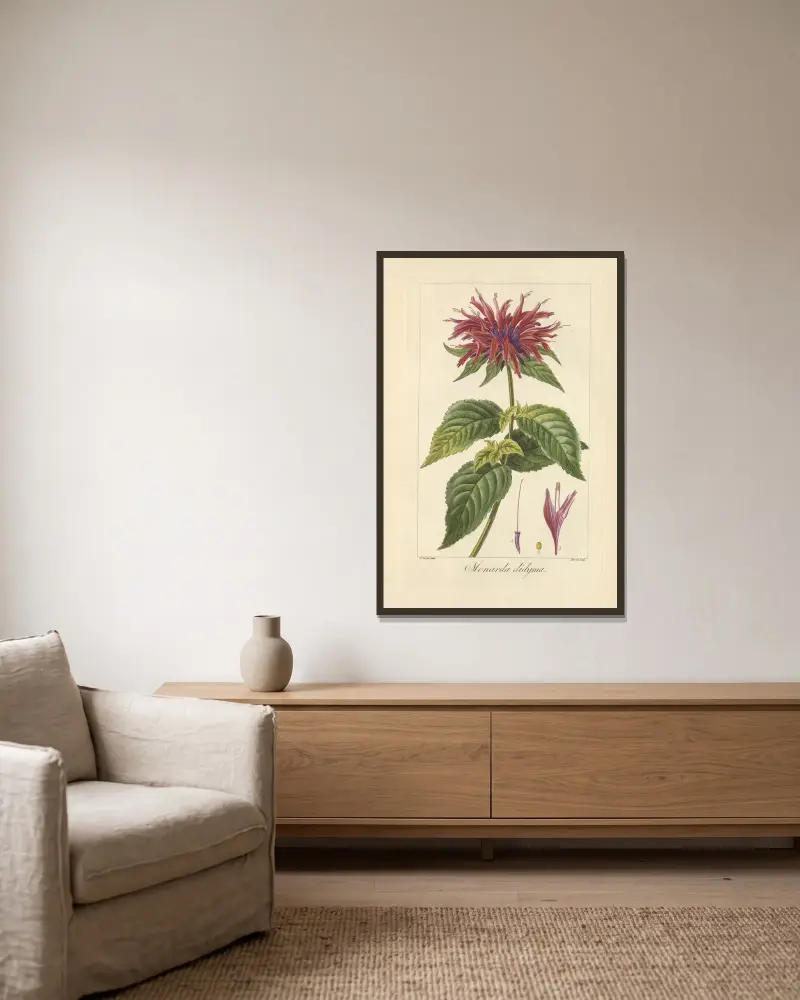 Monarda didyma von Jean Claude Michel Mordant de Launay gerahmt an einer Wand