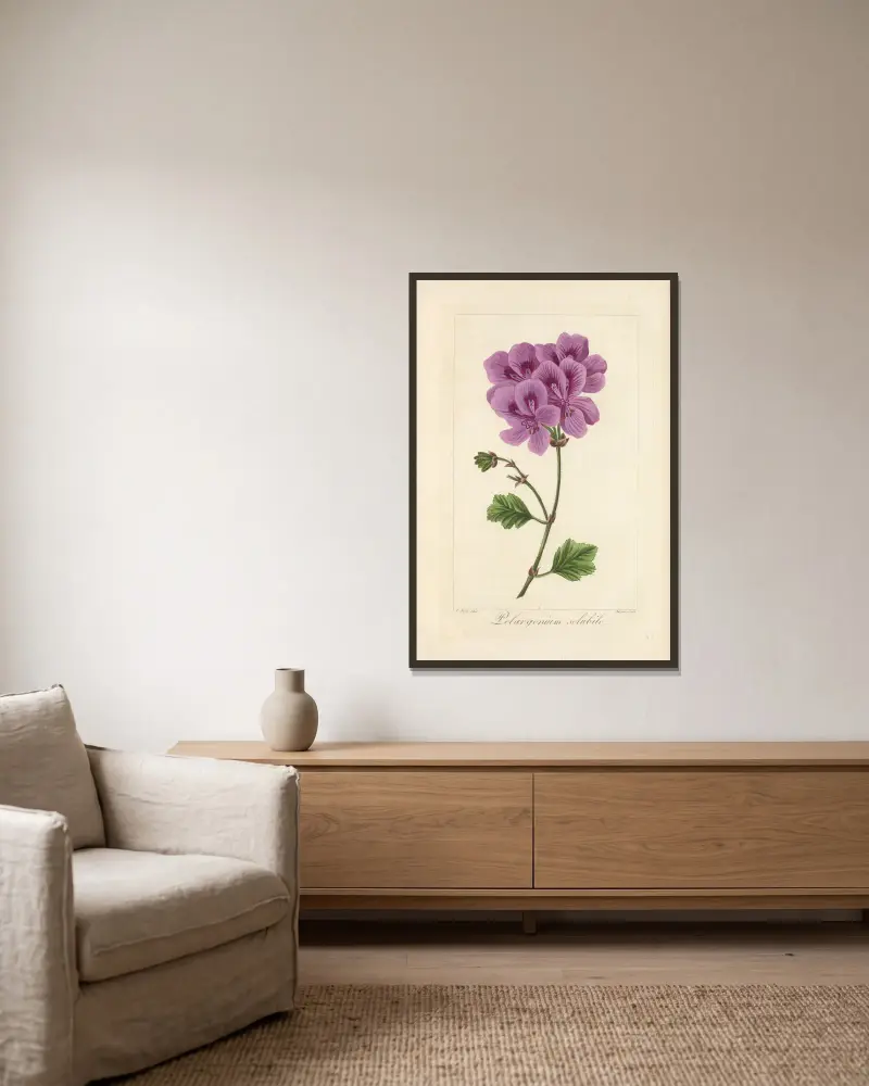 Pelargonium solubile av Jean Claude Michel Mordant de Launay inramad på en vägg