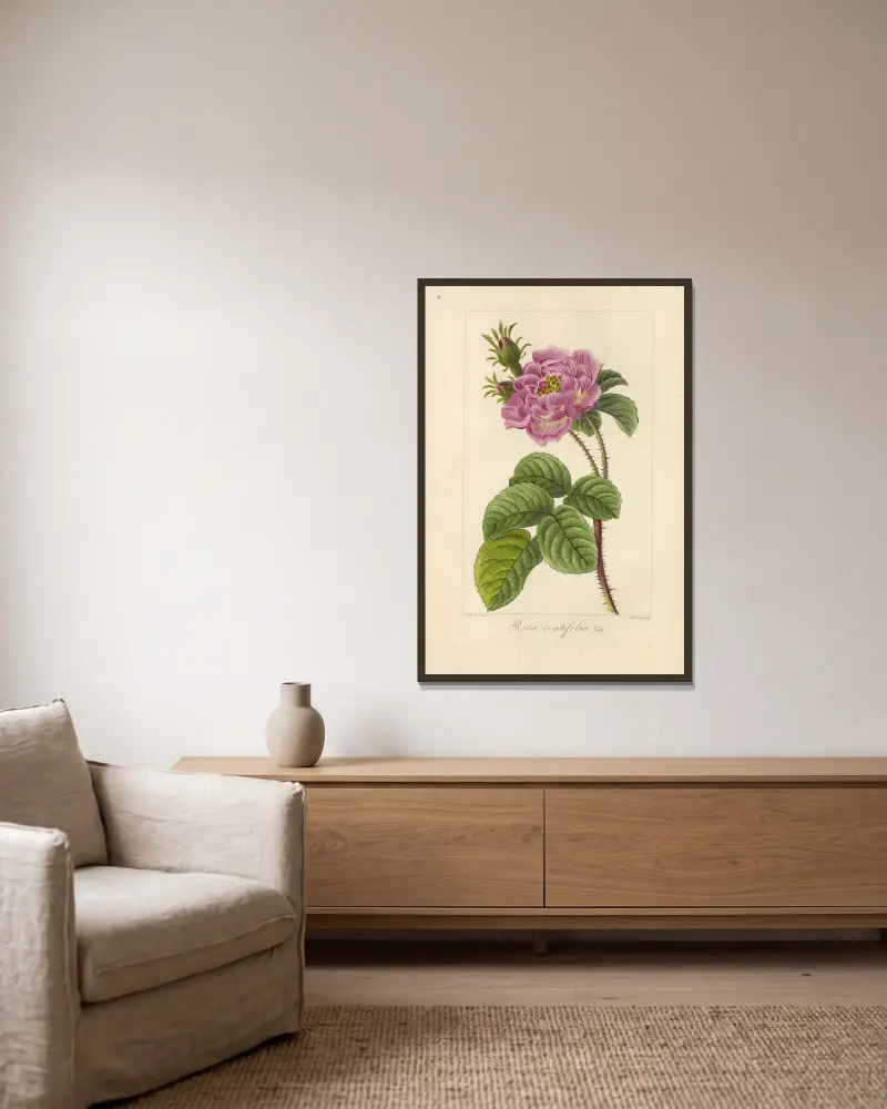 Rosa centifolia von Jean Claude Michel Mordant de Launay gerahmt an einer Wand