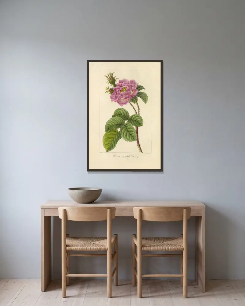 Rosa centifolia von Jean Claude Michel Mordant de Launay gerahmt an einer Wand