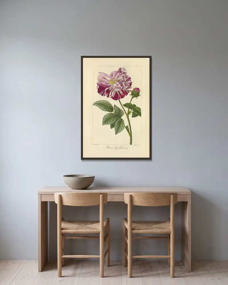 Rosa gallica av Jean Claude Michel Mordant de Launay inramad på en vägg