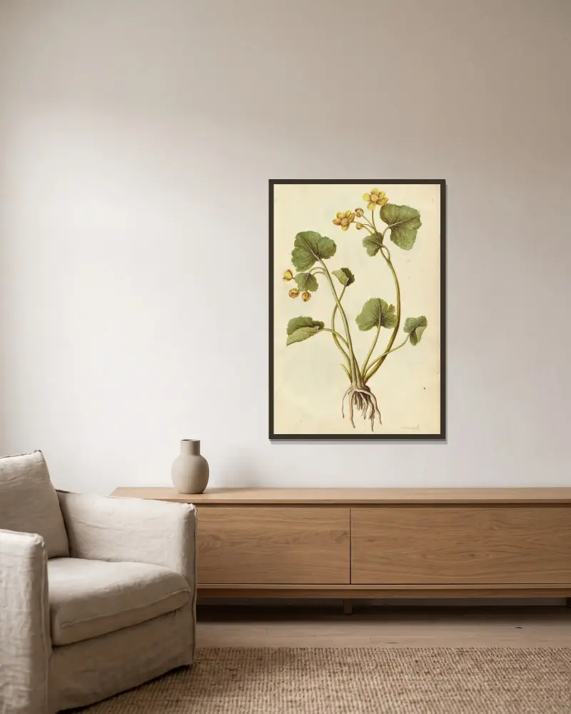 Caltha palustris. Kaczeniec, Jacques Le Moyne de Morgues w ramie na ścianie
