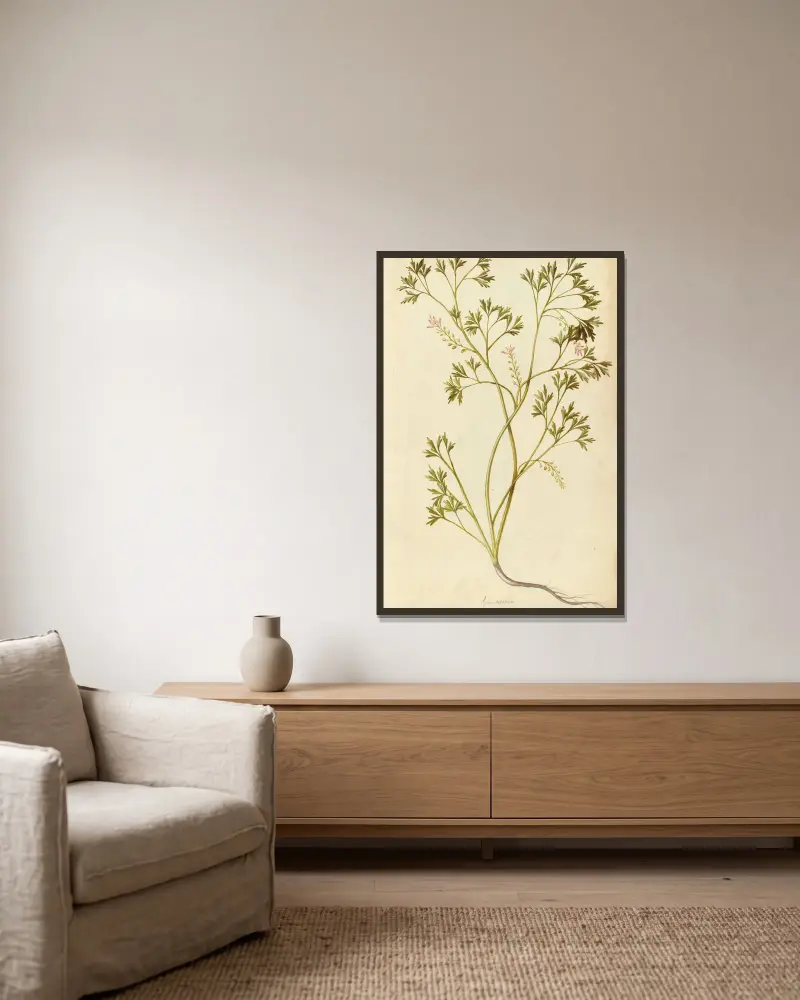 Fumariaceae officialis. Gewöhnlicher Erdrauch von Jacques Le Moyne de Morgues gerahmt an einer Wand