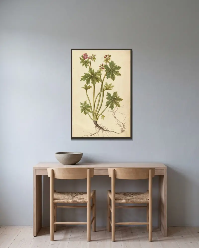 Geranium sylvaticum. Wood cranesbill, Jacques Le Moyne de Morgues v rámu na stěně