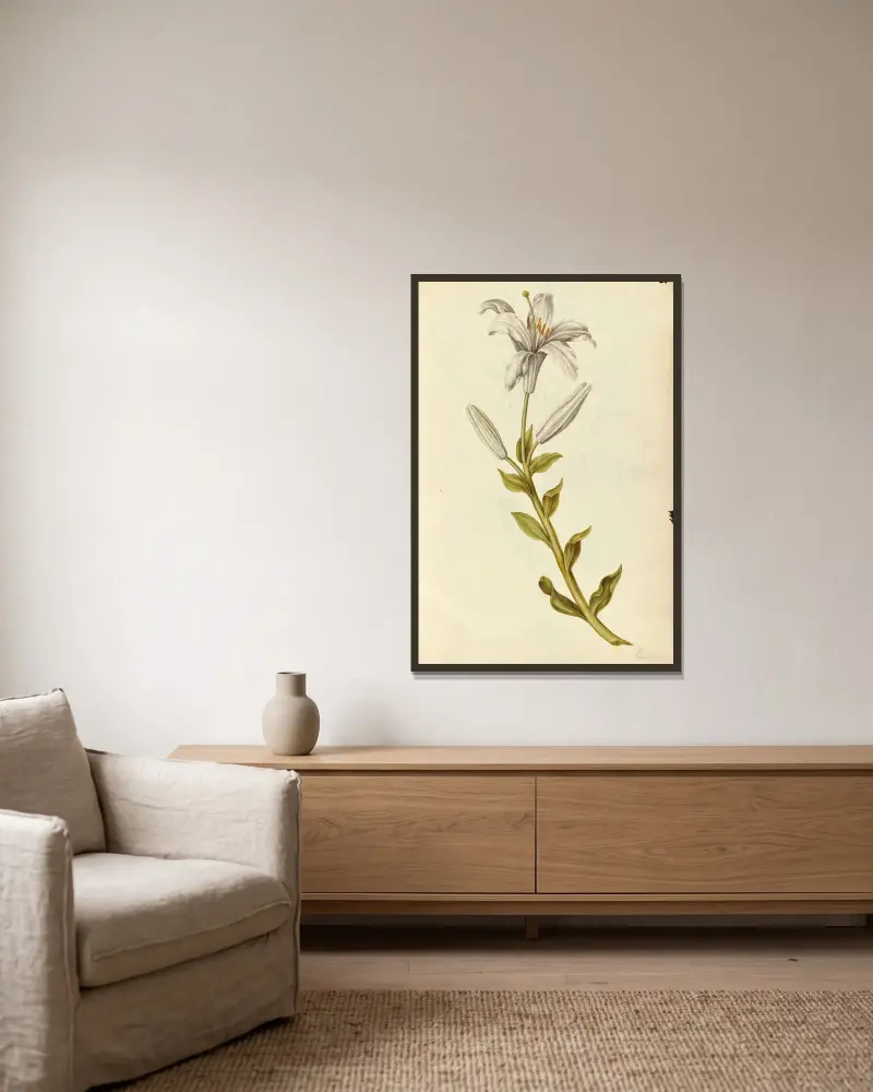 Lilium candidum. Lily av Jacques Le Moyne de Morgues inramad på en vägg