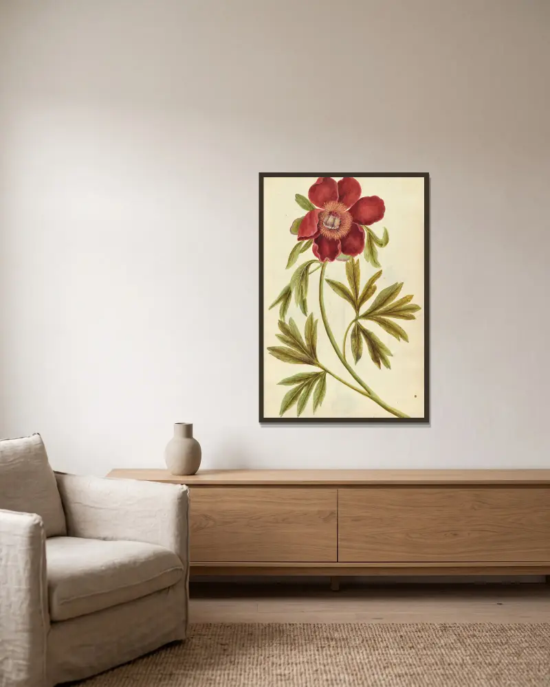 Paeonia mascula. Pfingstrose von Jacques Le Moyne de Morgues gerahmt an einer Wand