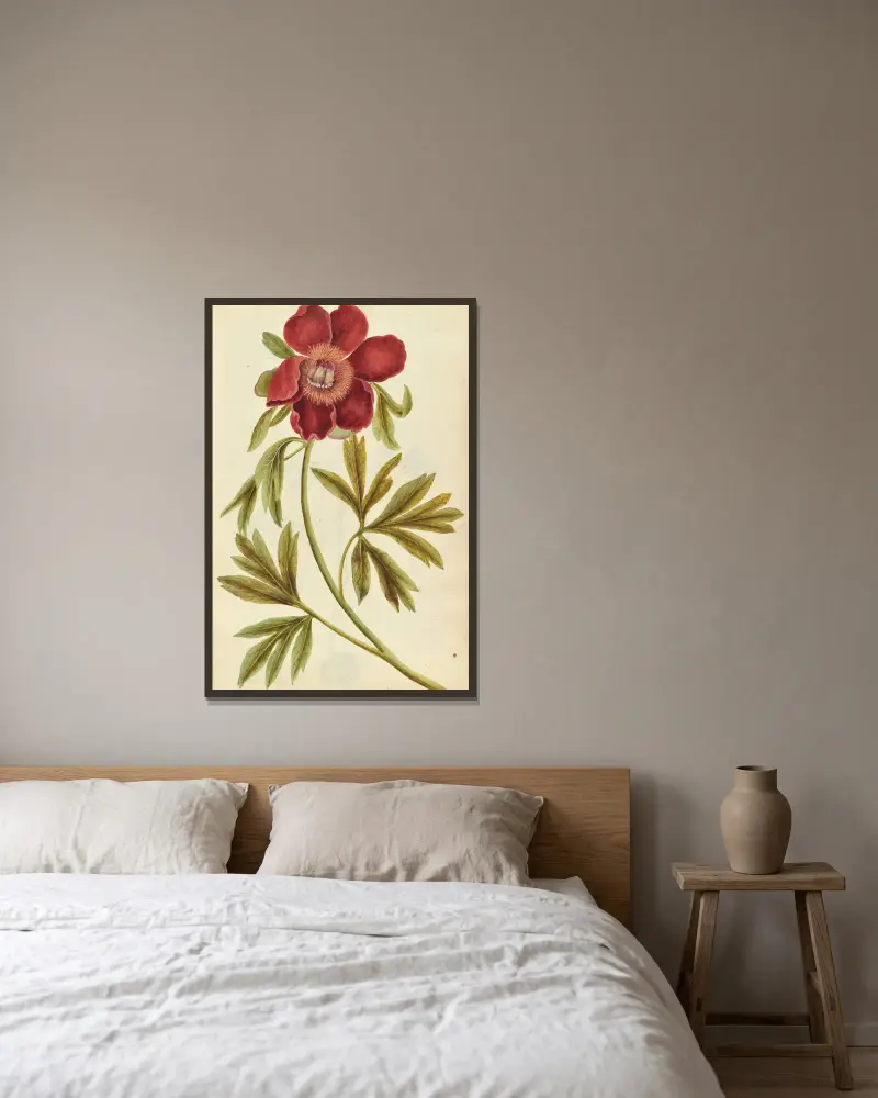 Paeonia mascula. Pfingstrose von Jacques Le Moyne de Morgues gerahmt an einer Wand
