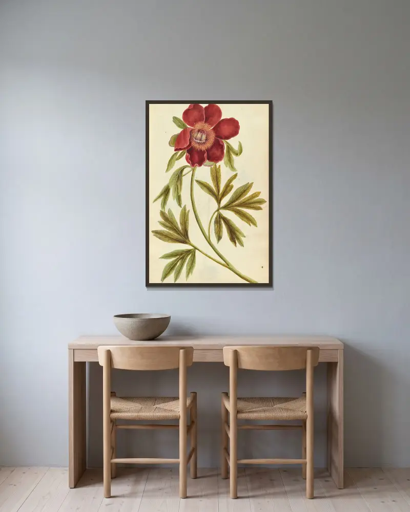 Paeonia mascula. Pfingstrose von Jacques Le Moyne de Morgues gerahmt an einer Wand