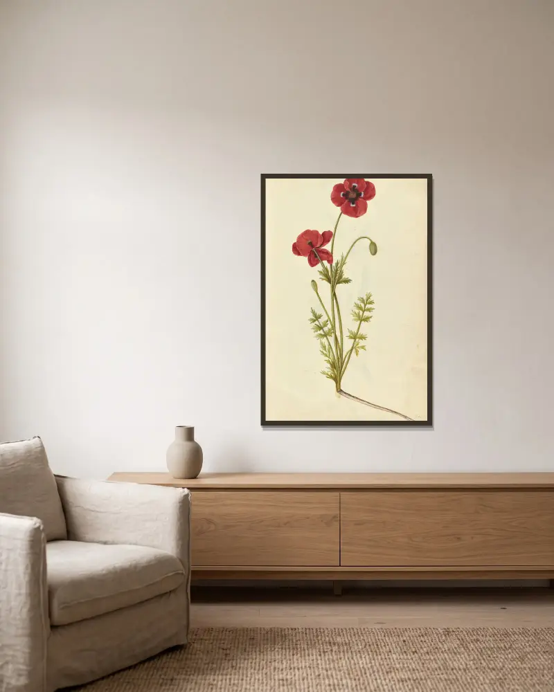 Kornvallmo (Papaver rhoeas. Field poppy), Jacques Le Moyne de Morgues v rámu na stěně