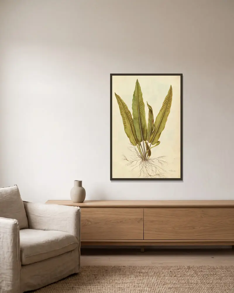 Phyllitis scolopendrium. Języcznik zwyczajny, Jacques Le Moyne de Morgues w ramie na ścianie
