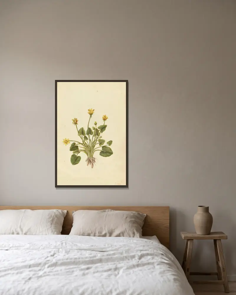 Ranunculus ficaria. Kleines Scharbockskraut von Jacques Le Moyne de Morgues gerahmt an einer Wand
