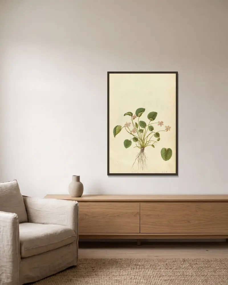 Viola odorata. Duftveilchen von Jacques Le Moyne de Morgues gerahmt an einer Wand