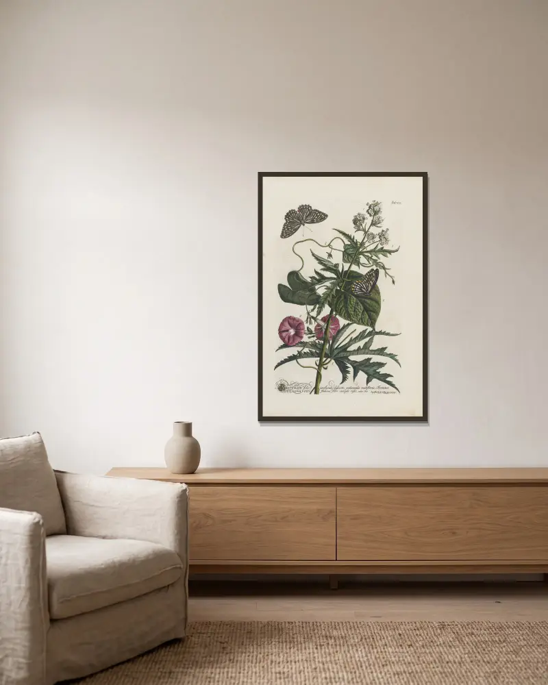 1.Abutilon 2.Convolvulus av Georg Dionysius Ehret inramad på en vägg