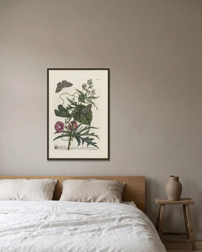 1.Abutilon 2.Convolvulus av Georg Dionysius Ehret inramad på en vägg
