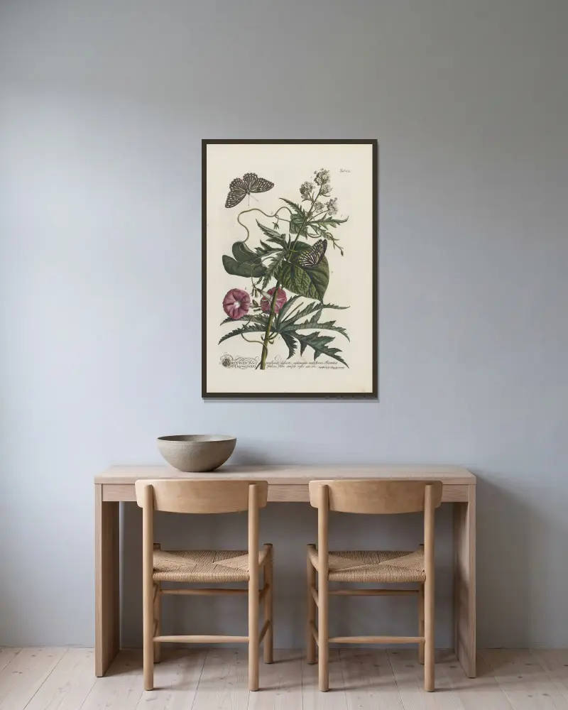 1.Abutilon 2.Convolvulus av Georg Dionysius Ehret inramad på en vägg