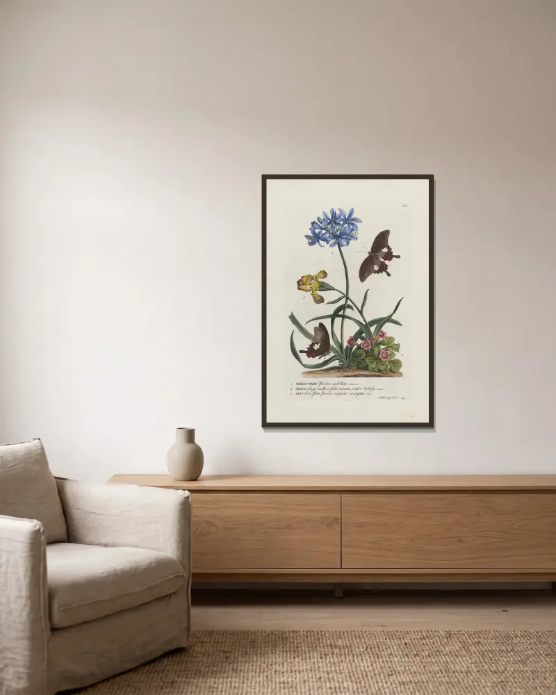 1.Polianthes 2.Oxalis 3.Iris av Georg Dionysius Ehret inramad på en vägg