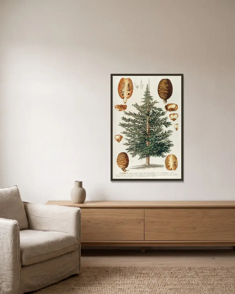 Cedrus III, Georg Dionysius Ehret v rámu na stěně