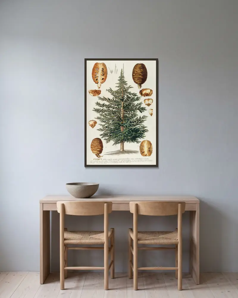 Cedrus III, Georg Dionysius Ehret v rámu na stěně