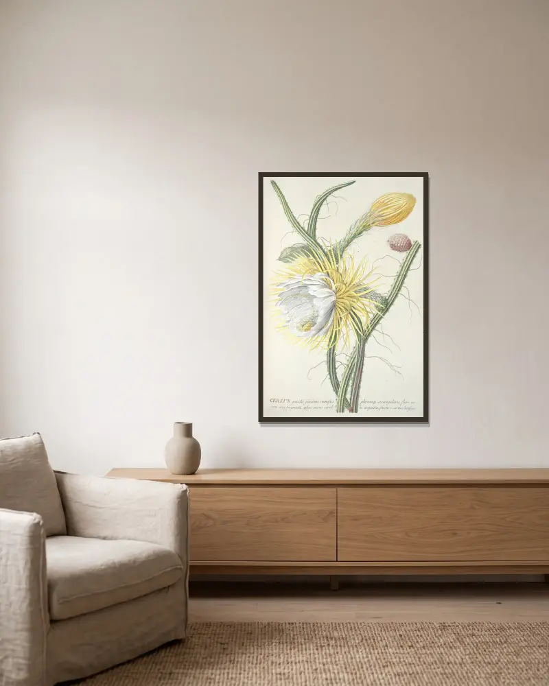 Cereus III, Georg Dionysius Ehret w ramie na ścianie