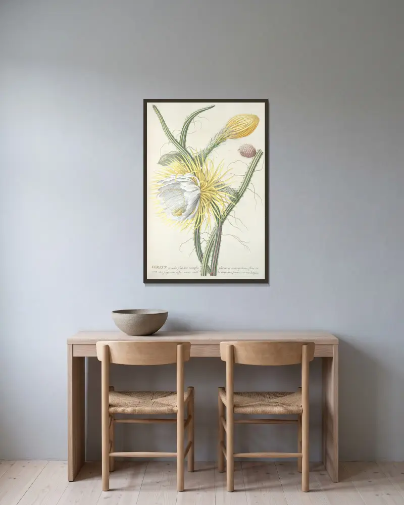 Cereus III, Georg Dionysius Ehret w ramie na ścianie
