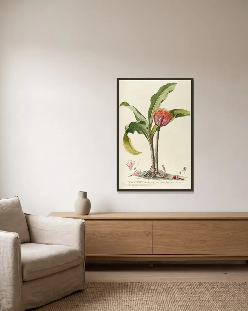 Haemanthus, Georg Dionysius Ehret v rámu na stěně