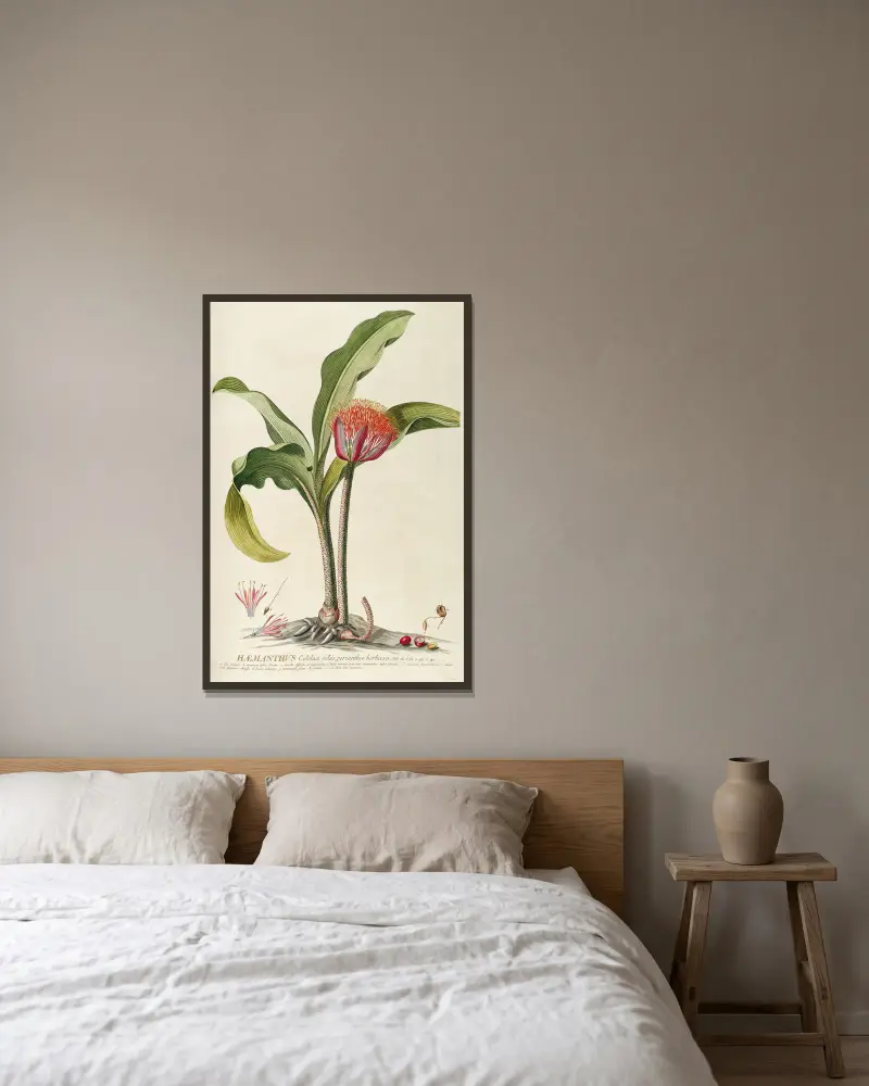 Haemanthus, Georg Dionysius Ehret v rámu na stěně