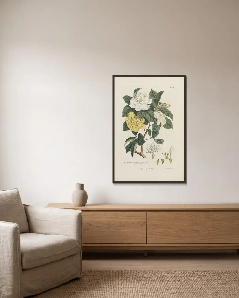 Jasminum av Georg Dionysius Ehret inramad på en vägg