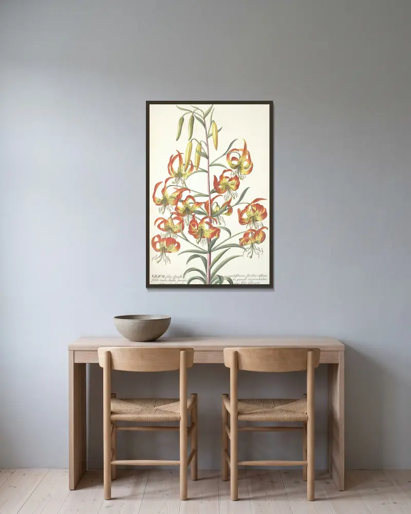 Lilium, Georg Dionysius Ehret v rámu na stěně