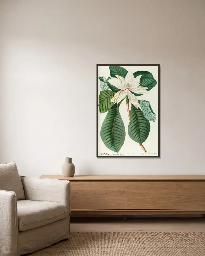 Magnolia III, Georg Dionysius Ehret v rámu na stěně