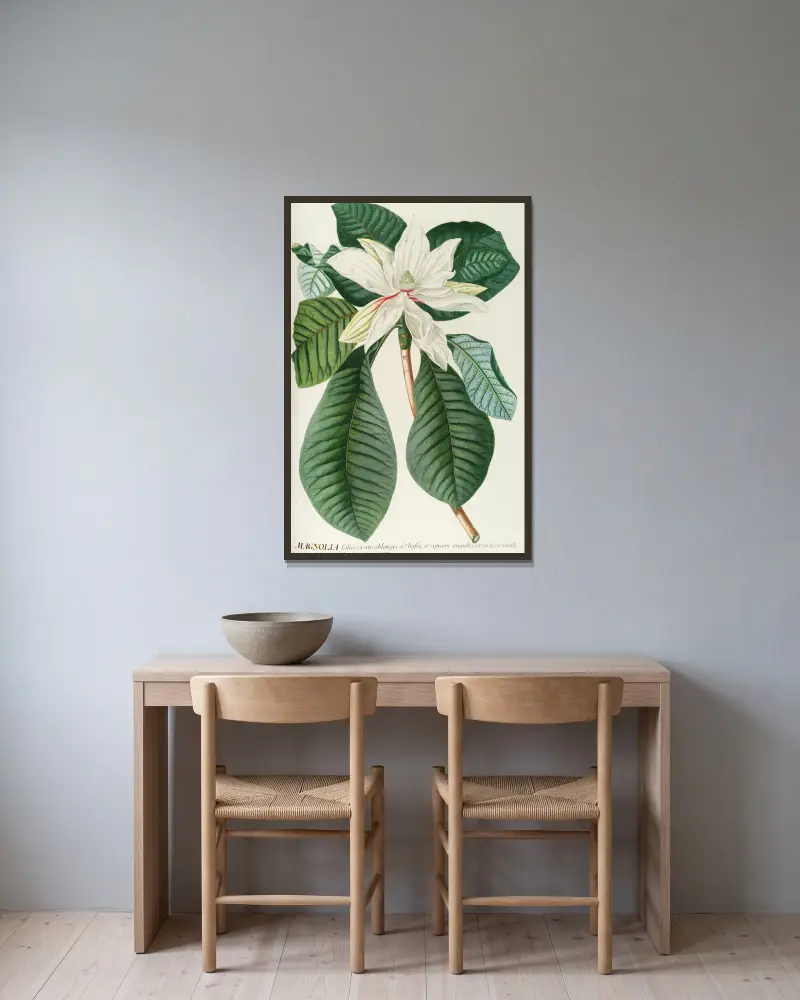 Magnolia III, Georg Dionysius Ehret v rámu na stěně